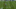 Antonio_Brown Antonio_Brown