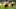 Julian Brandt and Felix Nmecha of Borussia Dortmund