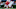 Jacksonville Jaguars Jacksonville Jaguars
