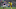 Leicester City