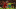 Liverpool, Jamal Lewis Liverpool, Jamal Lewis