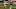 Amari Rodgers, Clemson Football Amari Rodgers, Clemson Football