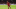 Serge Gnabry