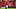 Bruno Fernandes