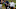 NY Jets, Nick Foles NY Jets, Nick Foles