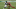 NY Jets, Chris Herndon NY Jets, Chris Herndon