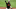 Cedric Mullins se está destacando con los Orioles Cedric Mullins se está destacando con los Orioles