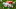 GLENDALE, AZ – DECEMBER 31: Clelin Ferrell GLENDALE, AZ – DECEMBER 31: Clelin Ferrell