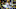 LSU football LSU football
