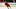 FanDuel NHL FanDuel NHL