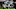 Chicago Bears, Robert Jones Chicago Bears, Robert Jones