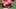 SALT LAKE CITY, UT – SEPTEMBER 3: Close up view of the new satin red football helmets worn by the Utah Utes during their game against the Michigan Wolverines at Rice-Eccles Stadium on September 3, 2015 in Salt Lake City, Utah. (Photo by Gene Sweeney Jr/Getty Images) SALT LAKE CITY, UT – SEPTEMBER 3: Close up view of the new satin red football helmets worn by the Utah Utes during their game against the Michigan Wolverines at Rice-Eccles Stadium on September 3, 2015 in Salt Lake City, Utah. (Photo by Gene Sweeney Jr/Getty Images)