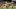 Seattle Sounders, MLS, Nicolas Lodeiro Seattle Sounders, MLS, Nicolas Lodeiro