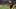 Mitchell Trubisky, Pittsburgh Steelers Mitchell Trubisky, Pittsburgh Steelers