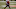 AJ Green, Bengals, Patriots AJ Green, Bengals, Patriots