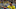 Borussia Dortmund midfielder Jude Bellingham Borussia Dortmund midfielder Jude Bellingham