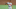 Baltimore Orioles Baltimore Orioles