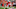 Parris Campbell Fantasy Football Parris Campbell Fantasy Football