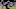 New England Patriots