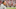 New England Patriots New England Patriots