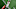 New England Patriots