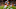 Cleveland Browns Cleveland Browns