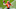 Cleveland Browns Cleveland Browns