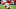 Cleveland Browns