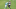 New England Patriots New England Patriots