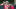 Houston Texans, CJ Stroud Houston Texans, CJ Stroud