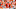 clemson football clemson football