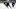 NHL DFS NHL DFS