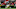 Georgia football Notre Dame Georgia football Notre Dame