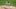DraftKIngs DraftKIngs
