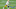 Chicago Bears, Paris Ford
