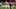 Toronto FC Toronto FC
