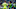 Seattle Sounders