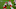 Kansas City Chiefs