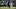 Seattle Seahawks