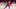 Detroit Red Wings Detroit Red Wings