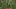 Joey Bosa Vs Maryland (2015) Joey Bosa Vs Maryland (2015)