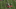 Joey Bosa Vs Maryland (2015) Joey Bosa Vs Maryland (2015)