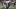 Houston Texans Houston Texans