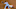 SF Giants, Marwin Gonzalez SF Giants, Marwin Gonzalez