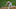 SF Giants, Tyler Rogers SF Giants, Tyler Rogers