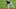 Cleveland Indians, Francisco Lindor Cleveland Indians, Francisco Lindor