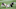 Allen Robinson II (Chicago Bears) Allen Robinson II (Chicago Bears)