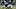 Chicago Bears, Brian Urlacher Chicago Bears, Brian Urlacher