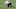Chicago Bears, Saints Chicago Bears, Saints