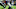 Chicago Bears, Quandre Diggs Chicago Bears, Quandre Diggs